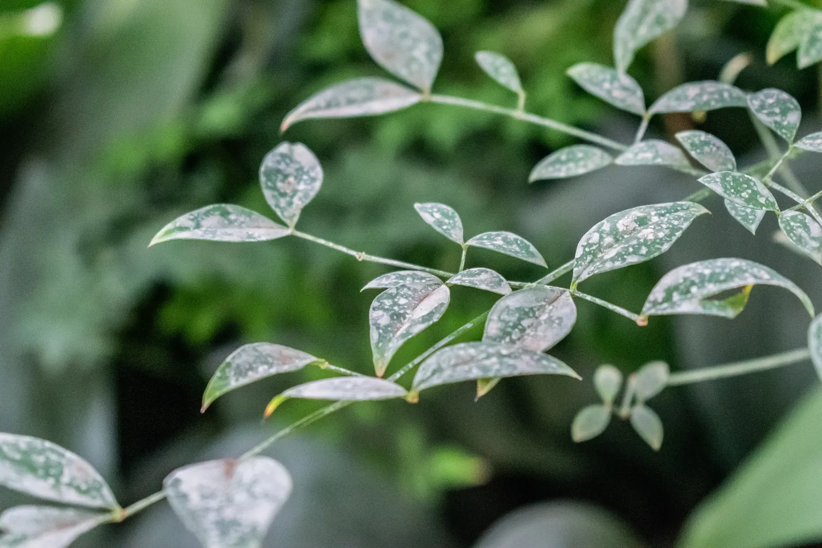 Nandina, Heavenly Bamboo (Nandina Domestica) — requires minimal maintenance; making it ideal for hedges or accent plantings, image 80