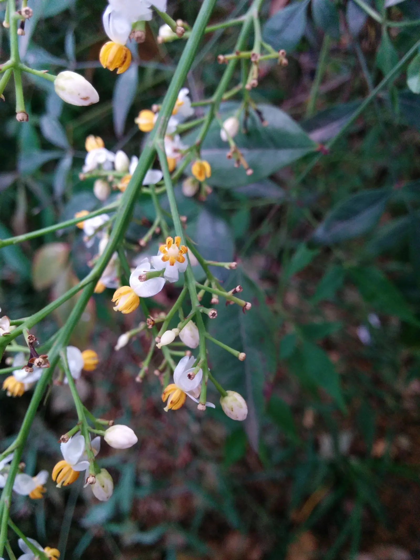 Nandina, Heavenly Bamboo (Nandina Domestica) — Although it bears the name 'bamboo,' it is not a true bamboo but a member of the Berberidaceae, image 110