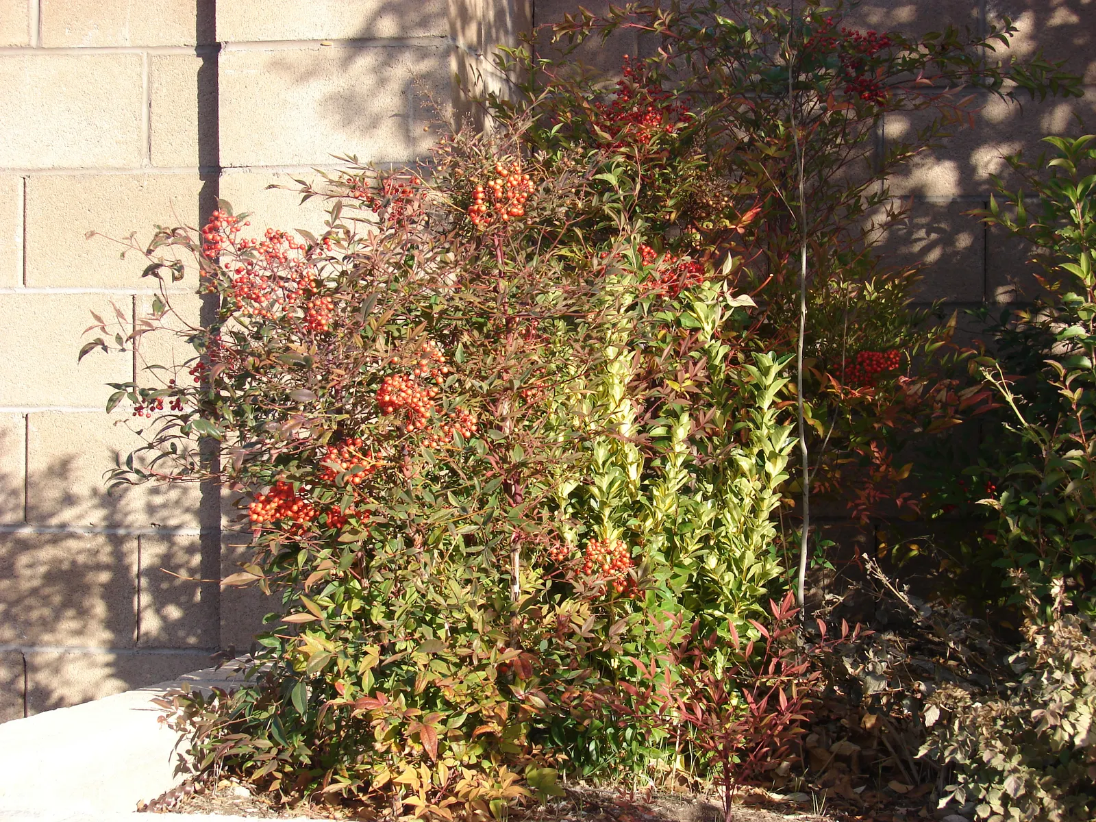 Nandina, Heavenly Bamboo (Nandina Domestica) — This versatile plant thrives in USDA zones 6-9; shrub for full or half or shade, image 104