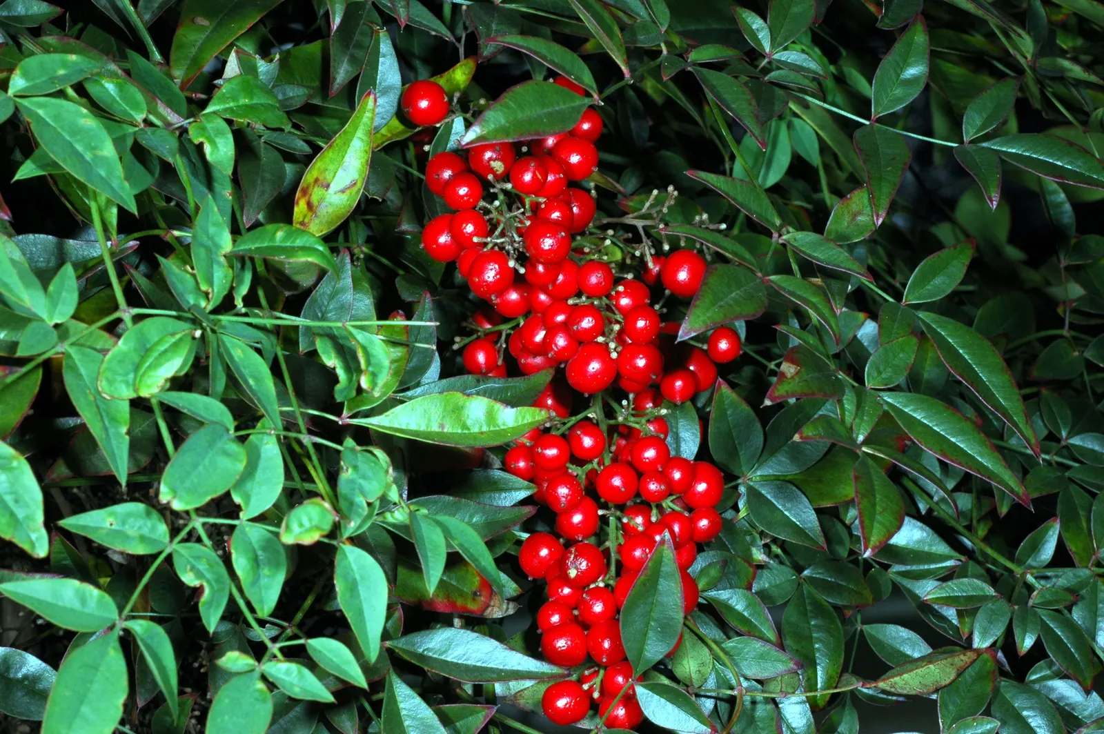 Nandina, Heavenly Bamboo (Nandina Domestica) — is an elegant and versatile evergreen shrub that brings a touch of grace to any landscape design; although it