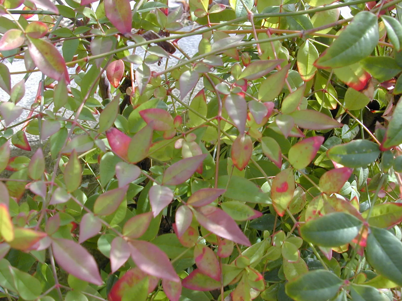 Nandina, Heavenly Bamboo (Nandina Domestica) — and reaches a mature size of 4-8 feet tall and 2-4 feet wide; though occasional pruning can help maintain a