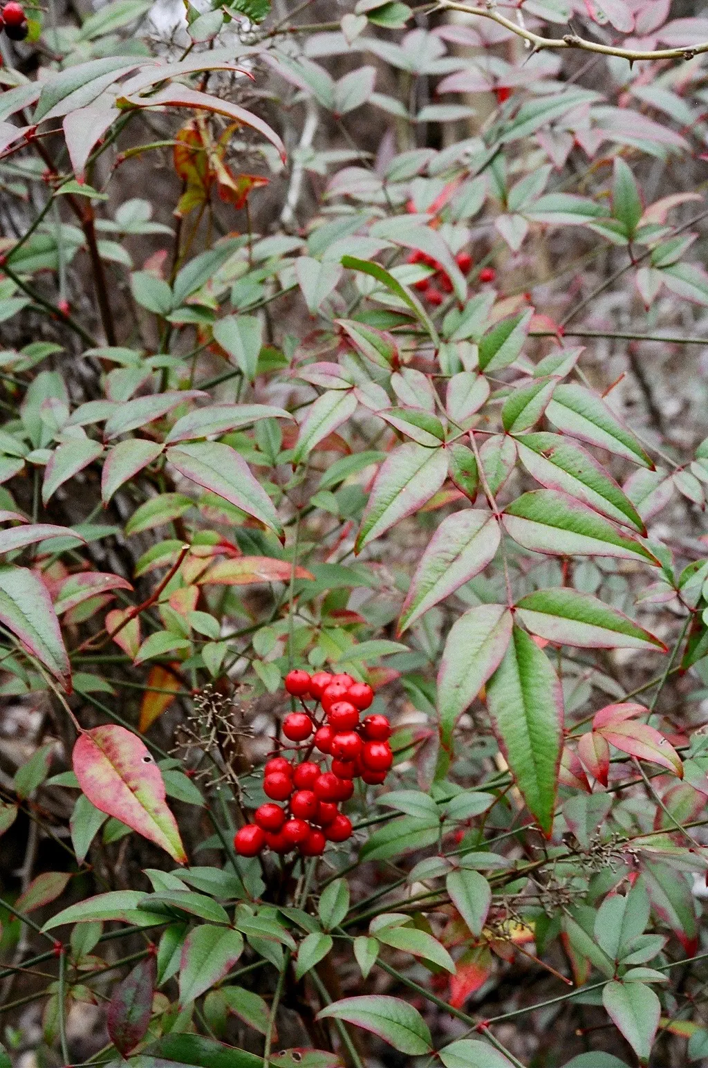 Nandina, Heavenly Bamboo (Nandina Domestica) — Although it bears the name 'bamboo,' it is not a true bamboo but a member of the Berberidaceae family