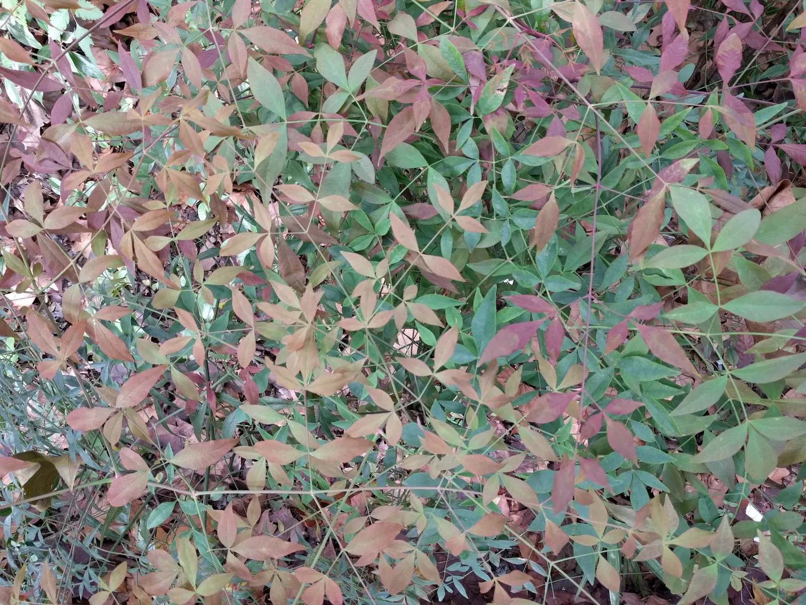 Nandina, Heavenly Bamboo (Nandina Domestica) — reducing the need for frequent watering; these give way to clusters of bright red berries in late, image 117