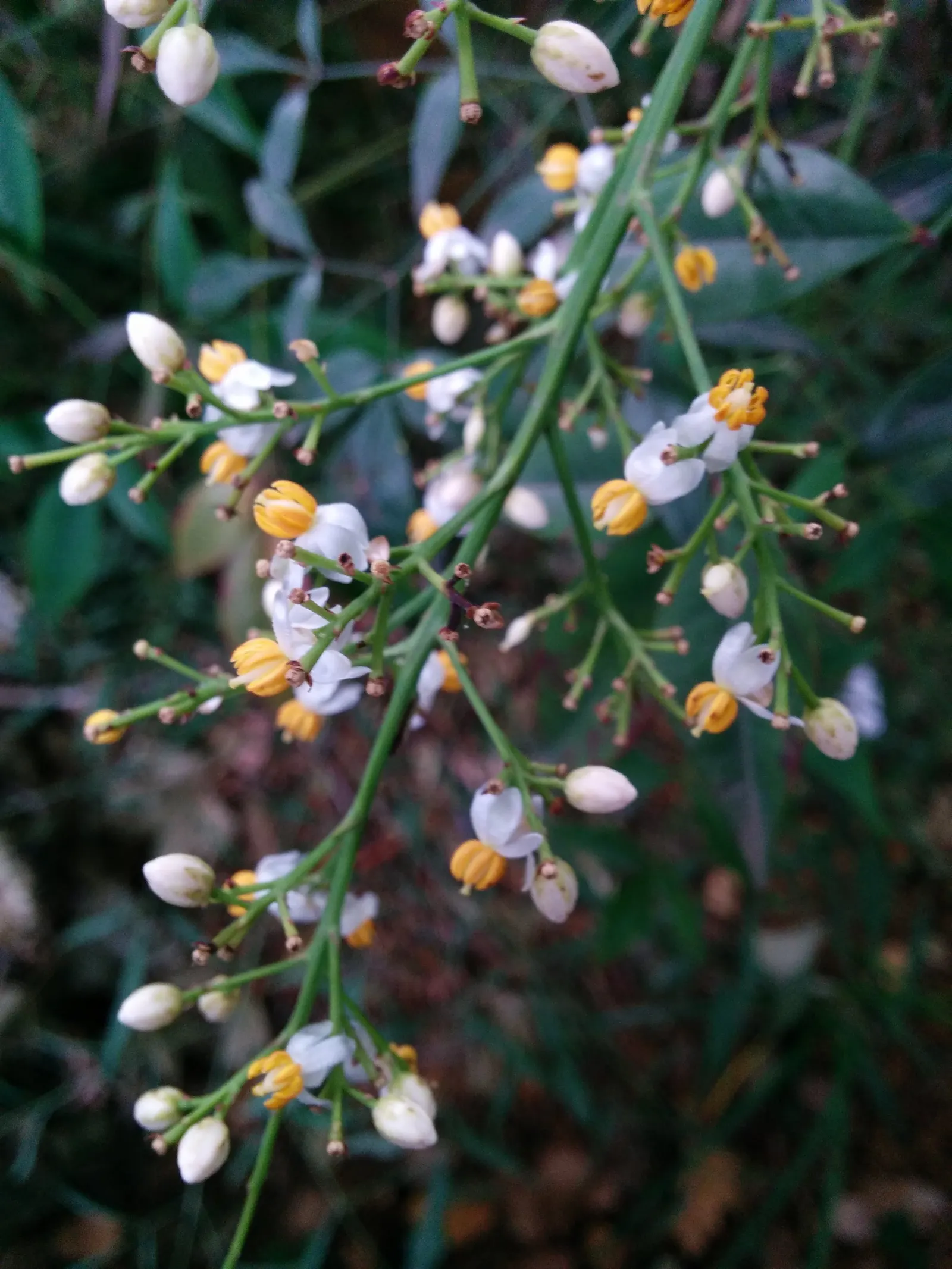 Nandina, Heavenly Bamboo (Nandina Domestica) — white flowers that offer a subtle and delicate appeal; its delicate, bamboo-like foliage transitions, image 115