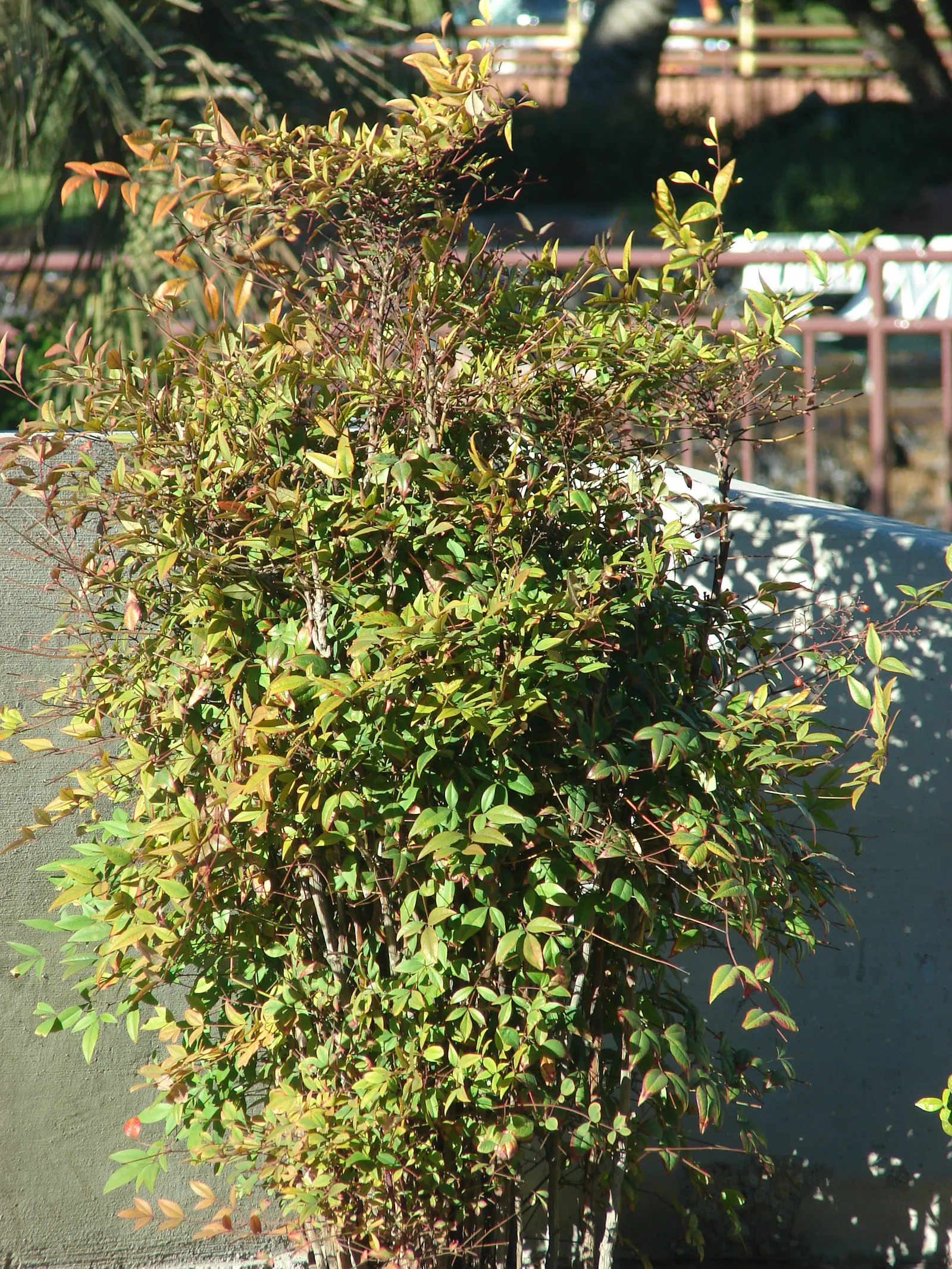 Nandina, Heavenly Bamboo (Nandina Domestica) — though occasional pruning can help maintain a desired shape and size.<br><br>In late spring to early, image 114