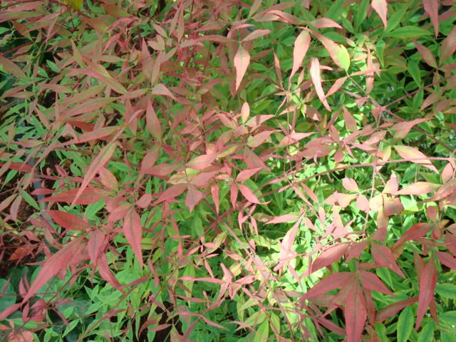 Nandina, Heavenly Bamboo (Nandina Domestica) — shrub with white blooms; white flowers that offer a subtle and delicate appeal, image 99