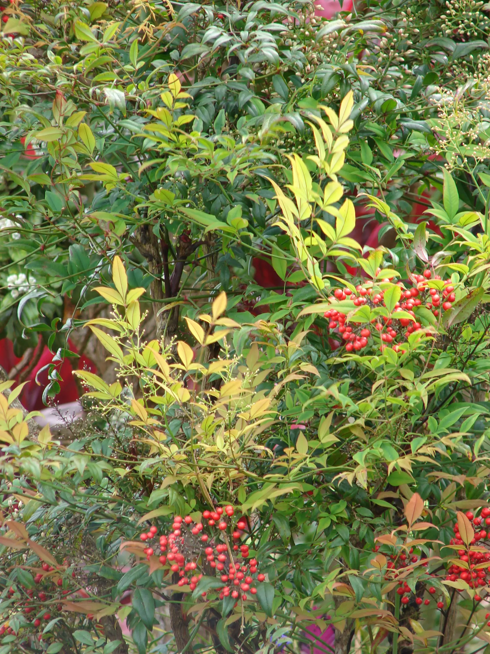 Nandina, Heavenly Bamboo (Nandina Domestica) — These give way to clusters of bright red berries in late autumn and winter; is an elegant and versatile