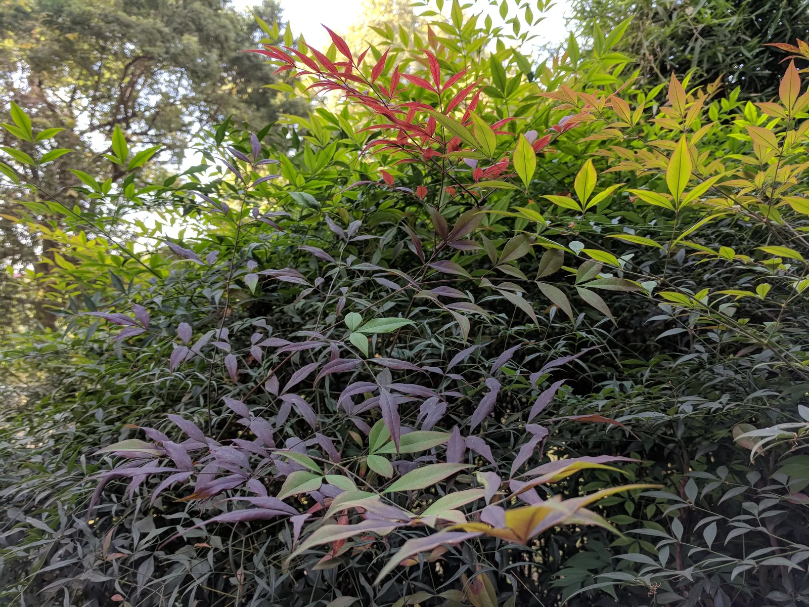 Nandina, Heavenly Bamboo (Nandina Domestica) — commonly referred to as Heavenly Bamboo; small white flowers bloom in early summer, followed by, image 108