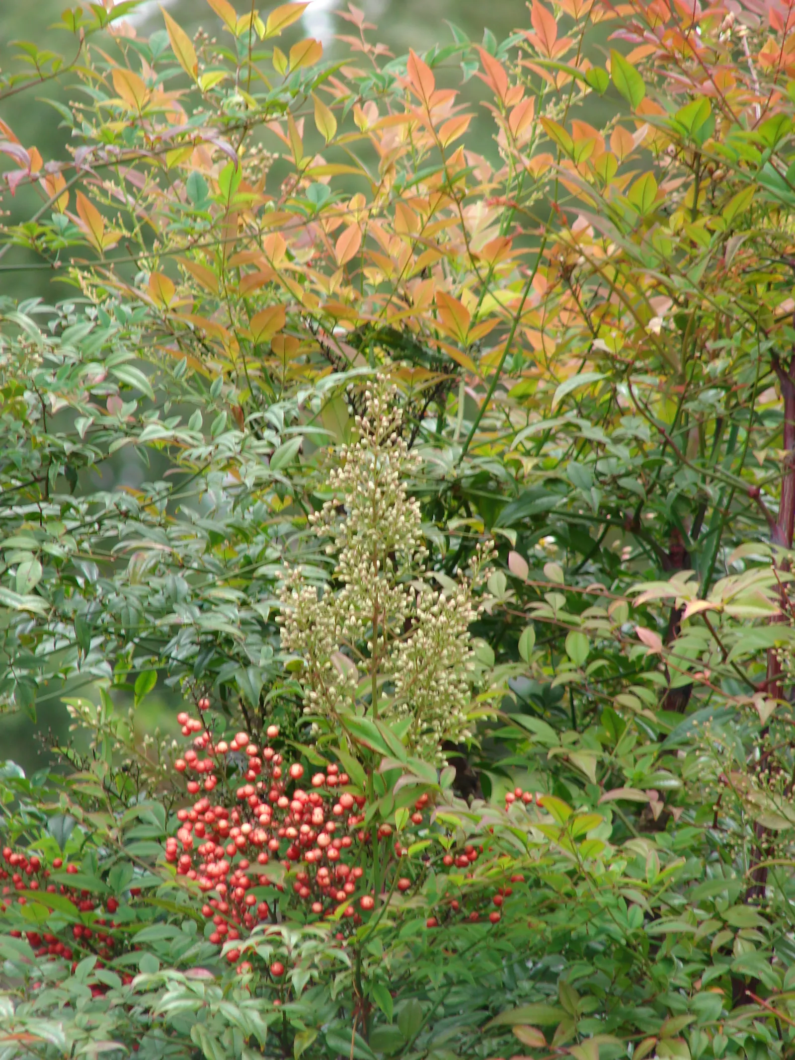 Nandina, Heavenly Bamboo (Nandina Domestica) — In providing this information to a client; requires minimal maintenance