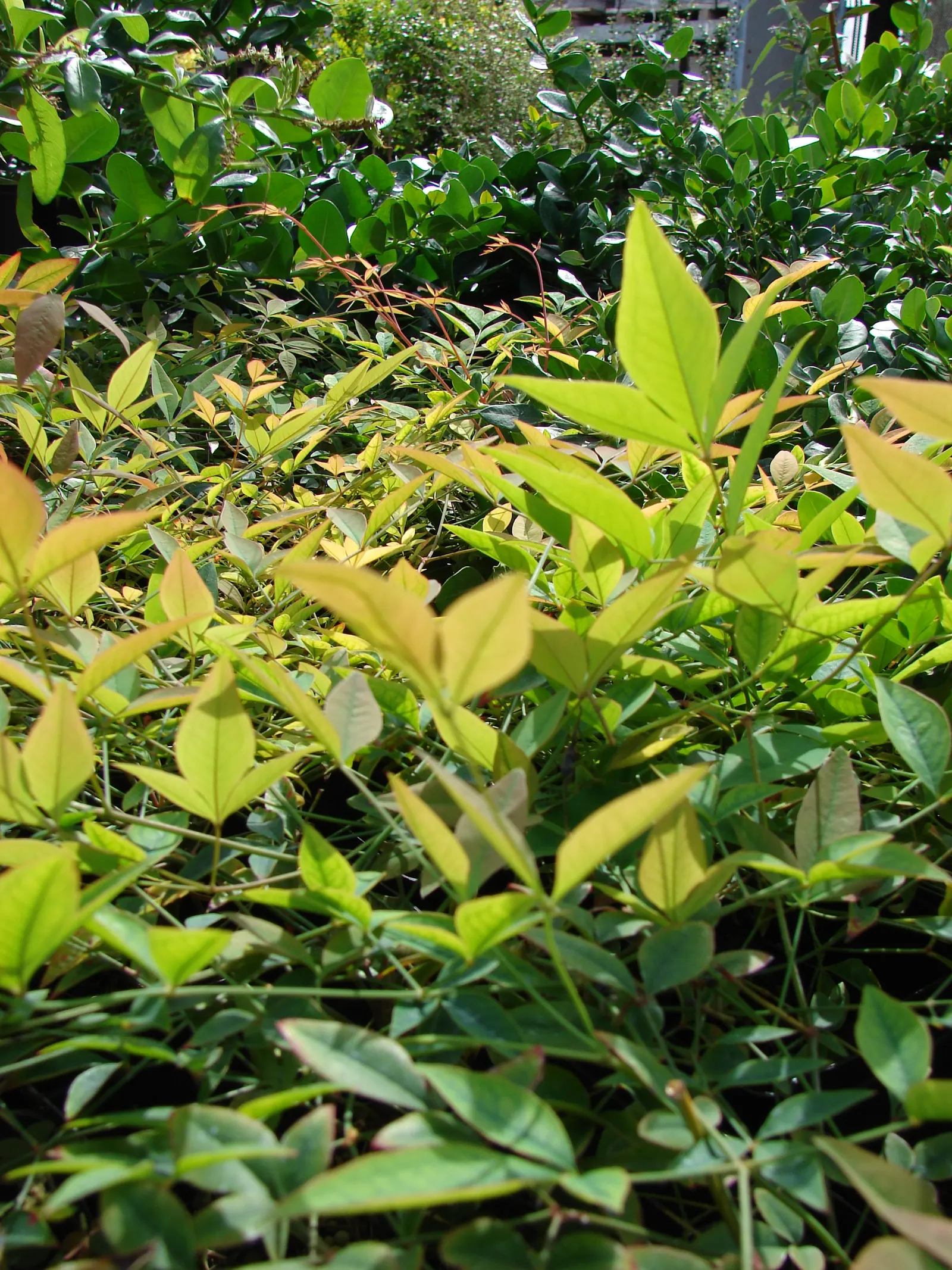 Nandina, Heavenly Bamboo (Nandina Domestica) — Nandina domestica is hardy in USDA zones 6 through 9, withstanding temperatures down to -10 degrees, image 43