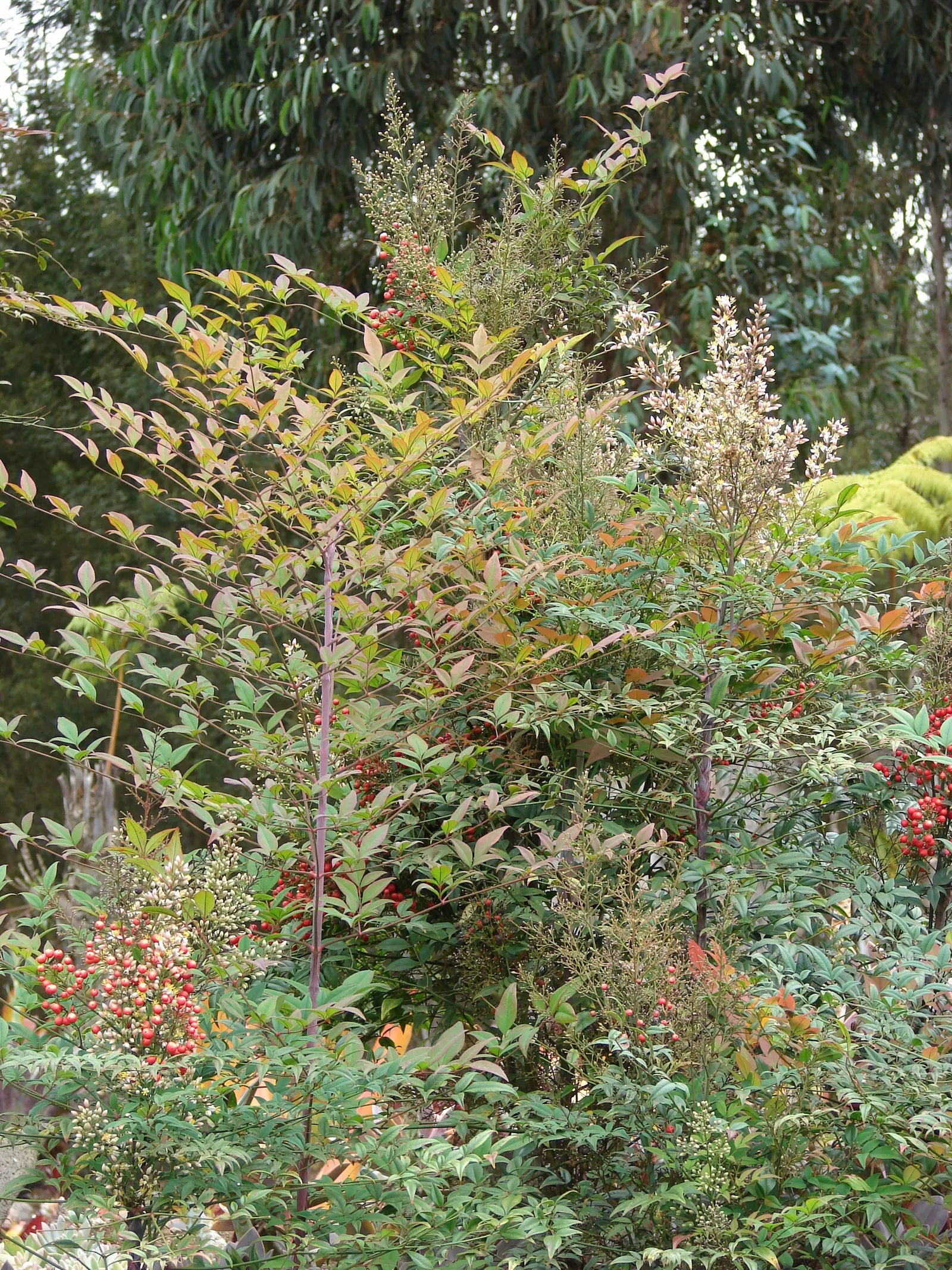 Nandina, Heavenly Bamboo (Nandina Domestica) — making it well-suited for use as a specimen plant; and reaches a mature size of 4-8 feet tall and, image 112