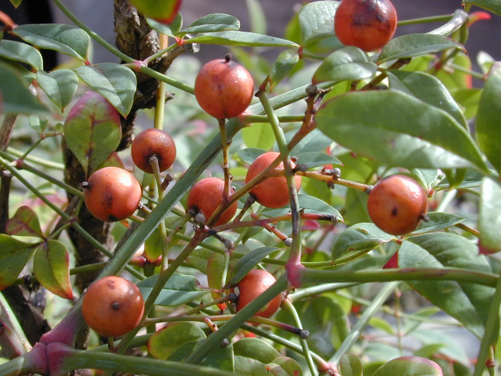 Nandina, Heavenly Bamboo (Nandina Domestica) — This versatile plant thrives in USDA zones 6-9; shrub for full or half or shade, image 79