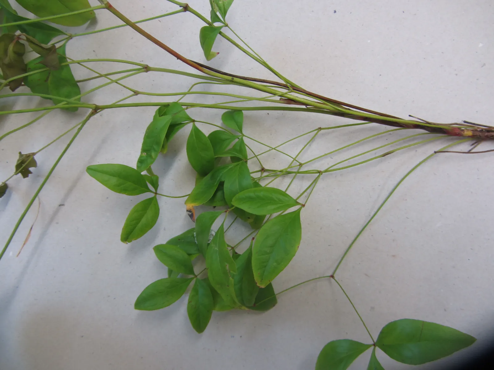 Nandina, Heavenly Bamboo (Nandina Domestica) — one could emphasize its ease of care; making it well-suited for use as a specimen plant, image 120