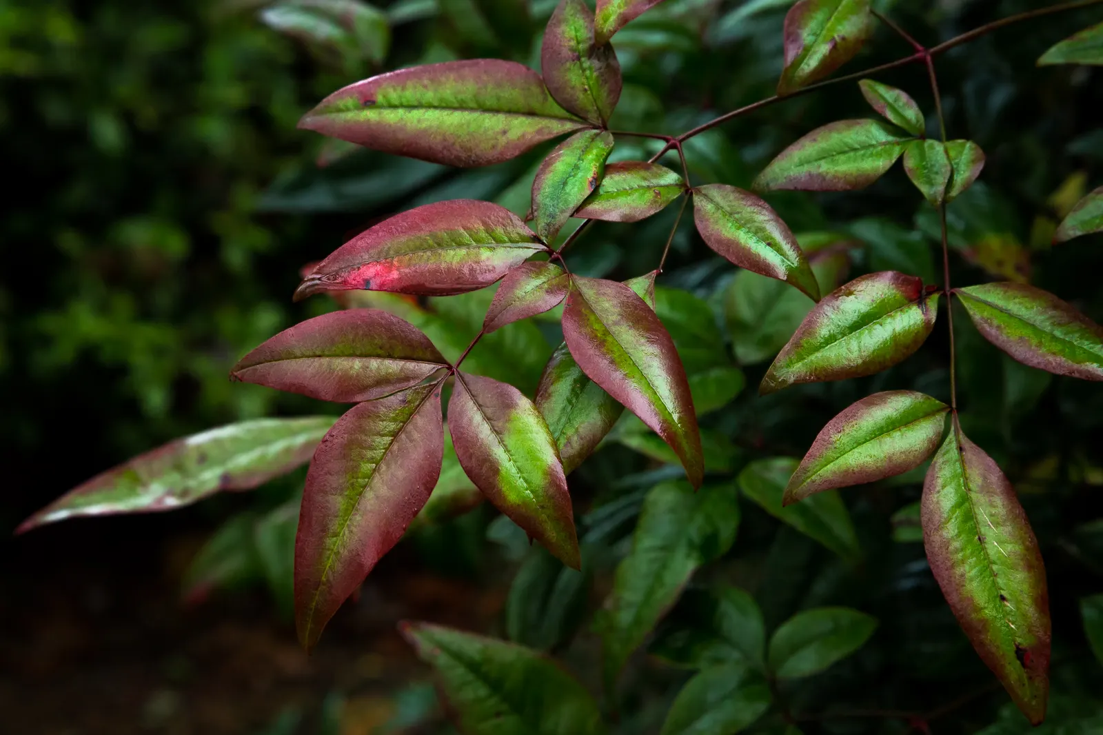 Nandina, Heavenly Bamboo (Nandina Domestica) — and its contributions to local wildlife; in providing this information to a client, image 121
