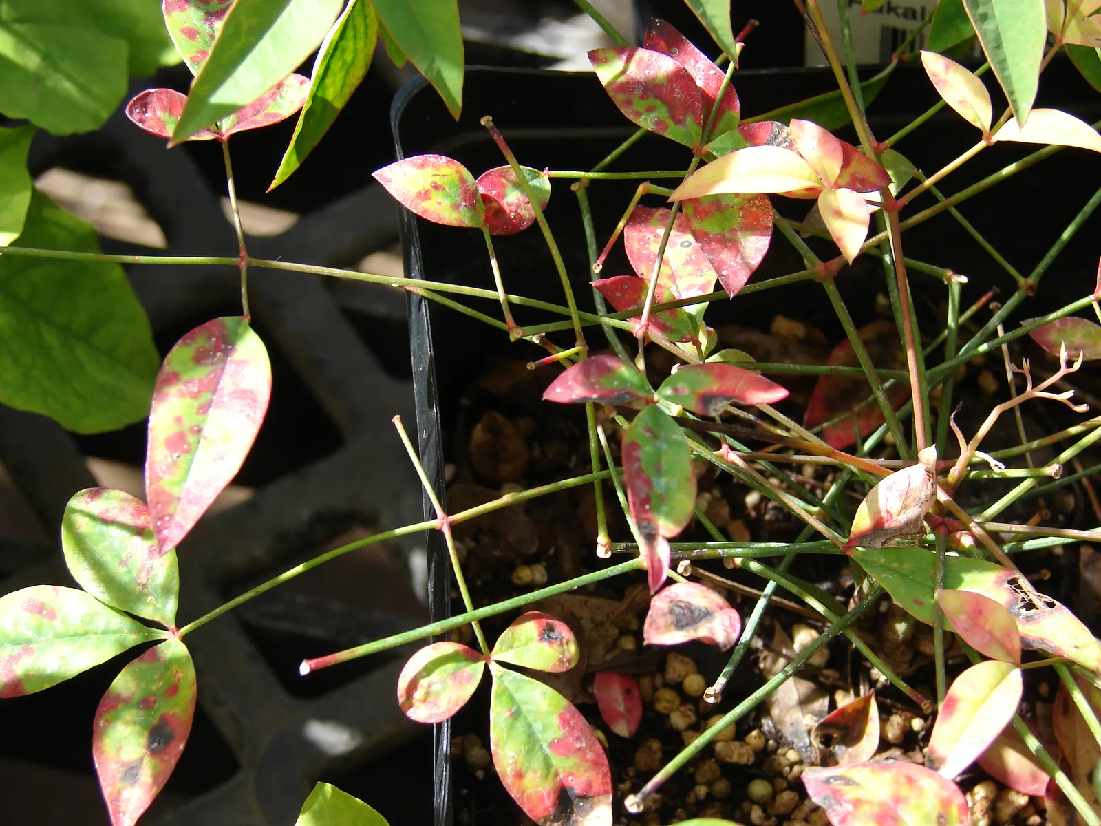 Nandina, Heavenly Bamboo (Nandina Domestica) — Nandina domestica, commonly called Heavenly Bamboo, is an evergreen shrub featuring multi-season, image 101