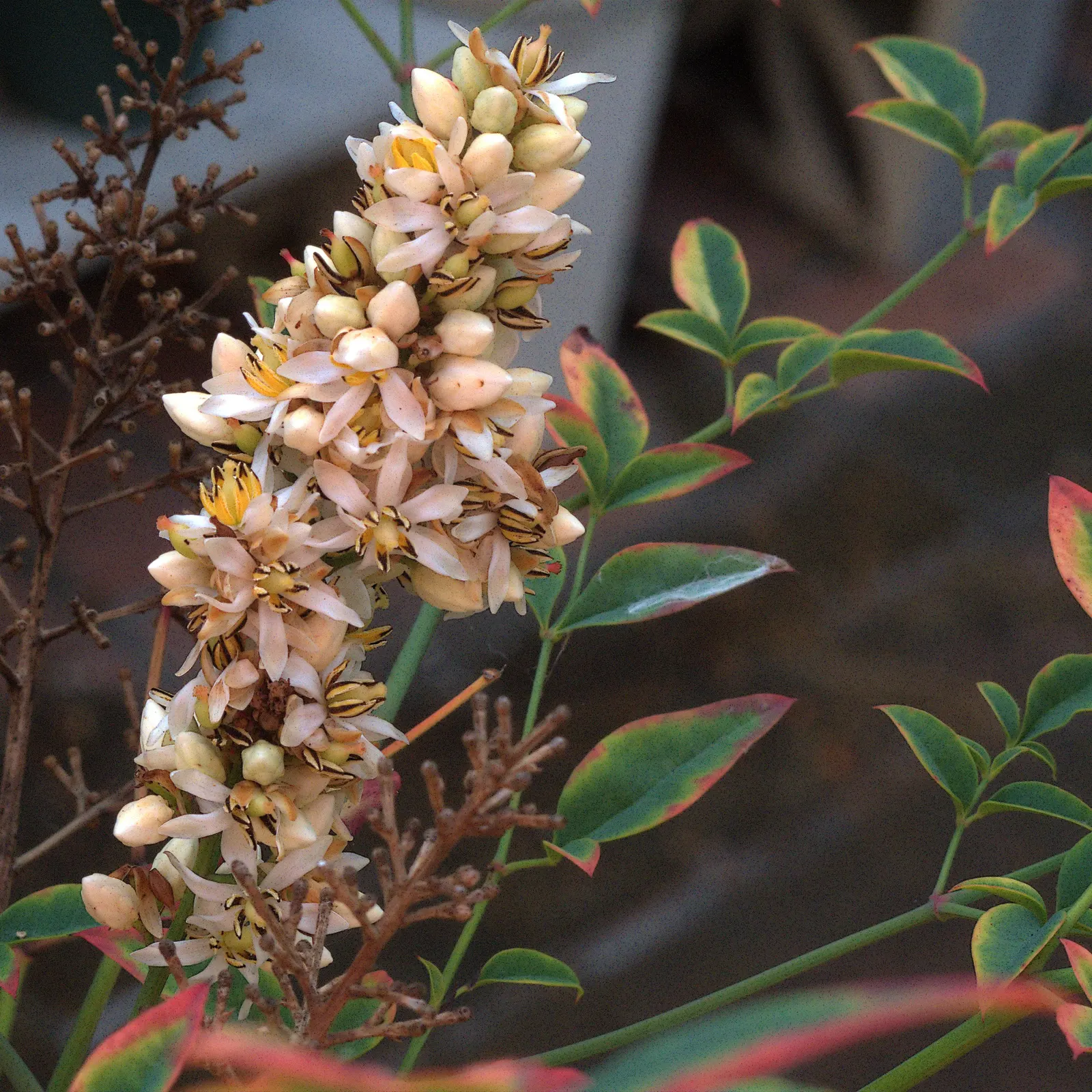 Nandina, Heavenly Bamboo (Nandina Domestica) — is an elegant and versatile evergreen shrub that brings a touch of grace to any landscape design, image 109