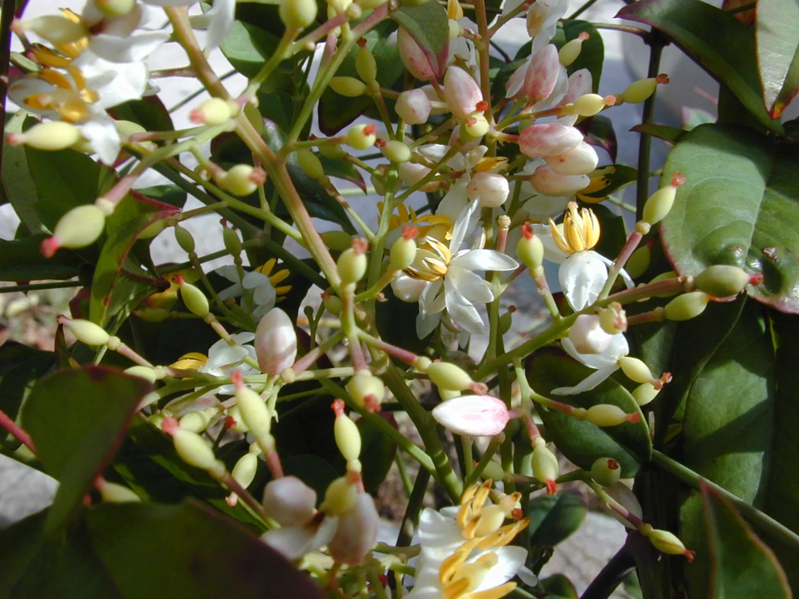 Nandina, Heavenly Bamboo (Nandina Domestica) — though occasional pruning can help maintain a desired shape and size.<br><br>In late spring to early summer