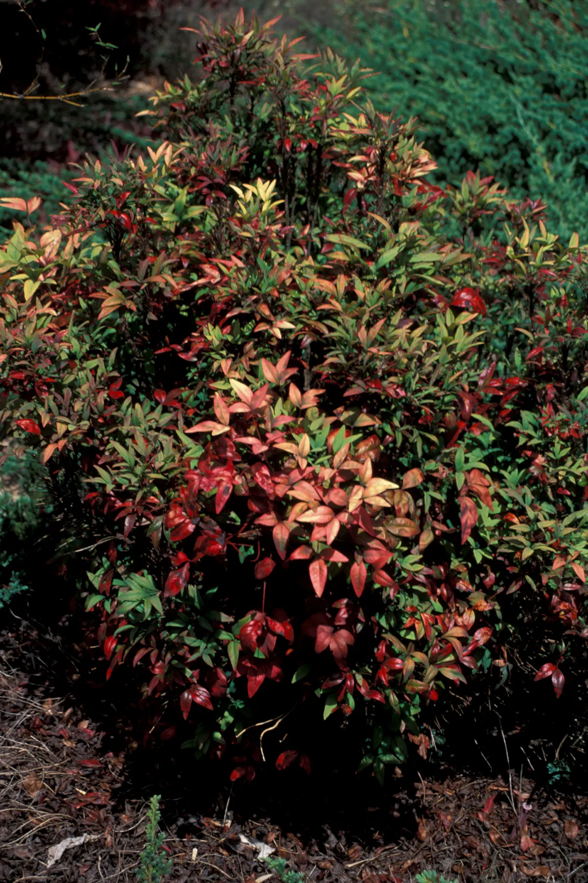 Nandina, Heavenly Bamboo (Nandina Domestica) — shrub with white blooms