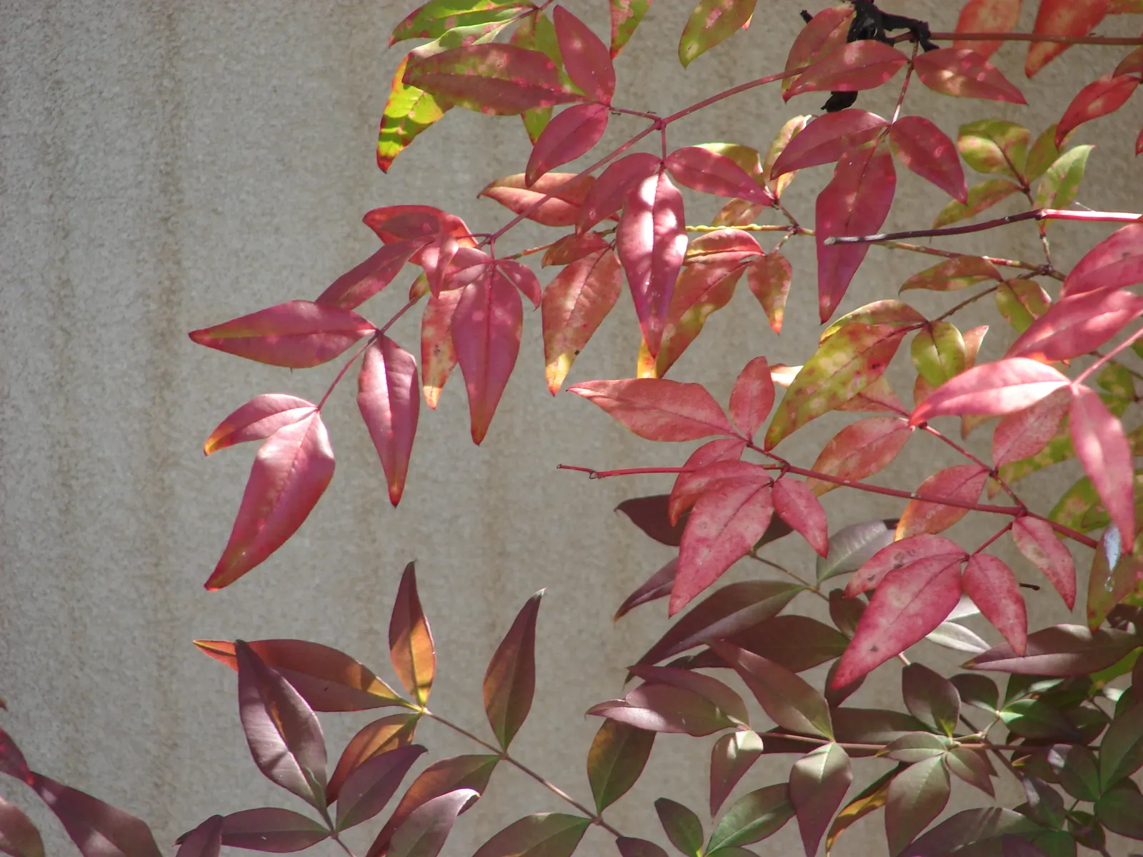 Nandina, Heavenly Bamboo (Nandina Domestica) — requires minimal maintenance; making it ideal for hedges or accent plantings, image 105