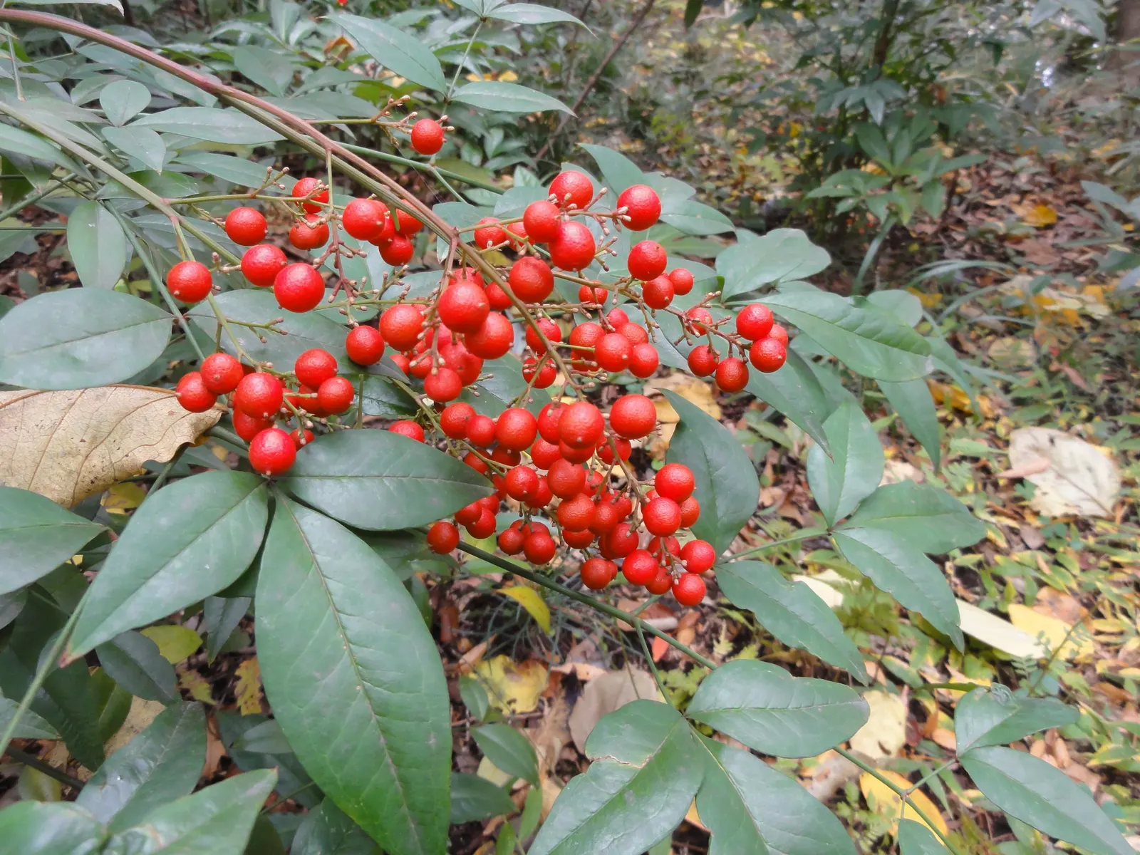Nandina, Heavenly Bamboo (Nandina Domestica) — and reaches a mature size of 4-8 feet tall and 2-4 feet wide