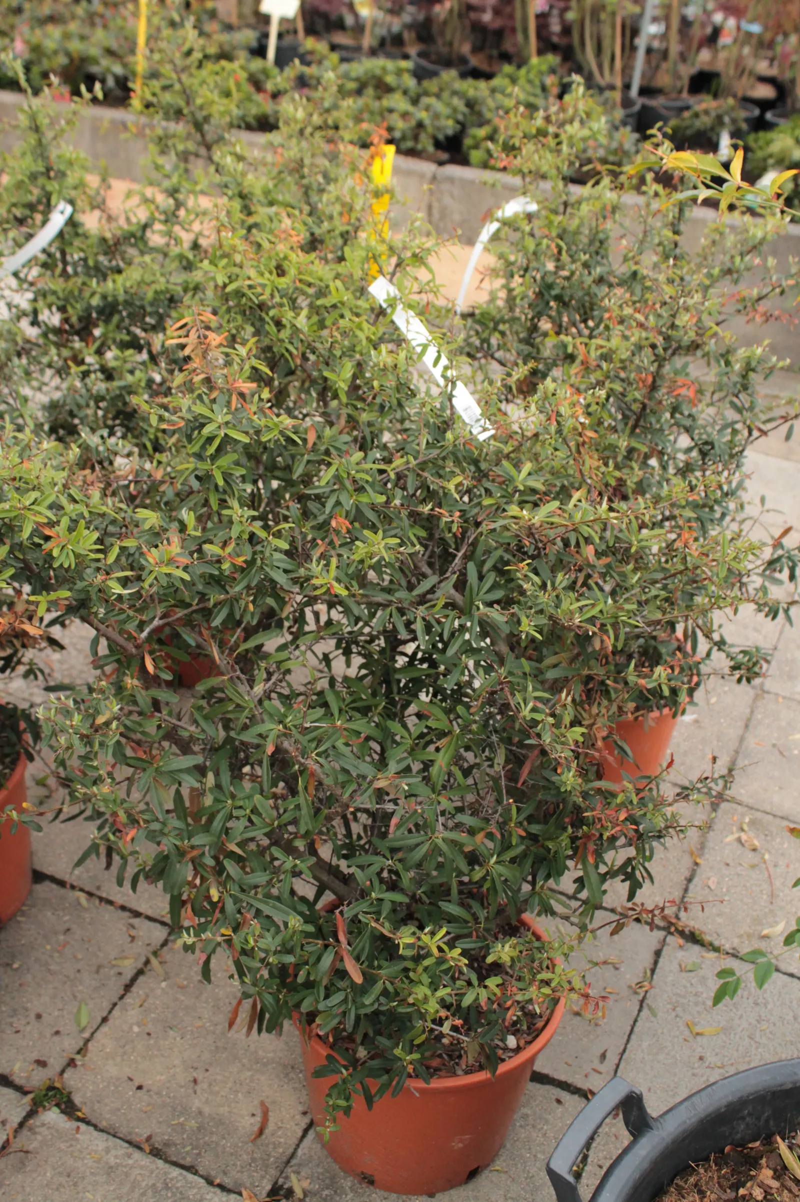 Nandina, Heavenly Bamboo (Nandina Domestica) — requires minimal maintenance; making it ideal for hedges or accent plantings