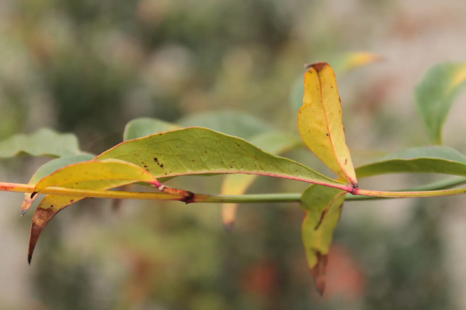 Nandina, Heavenly Bamboo (Nandina Domestica) — and its contributions to local wildlife