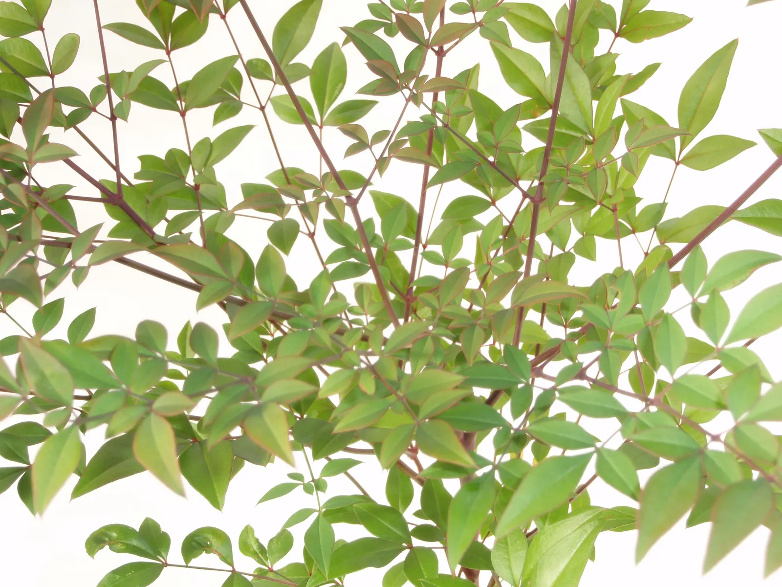 Nandina, Heavenly Bamboo (Nandina Domestica) — making it ideal for hedges or accent plantings; and its contributions to local wildlife