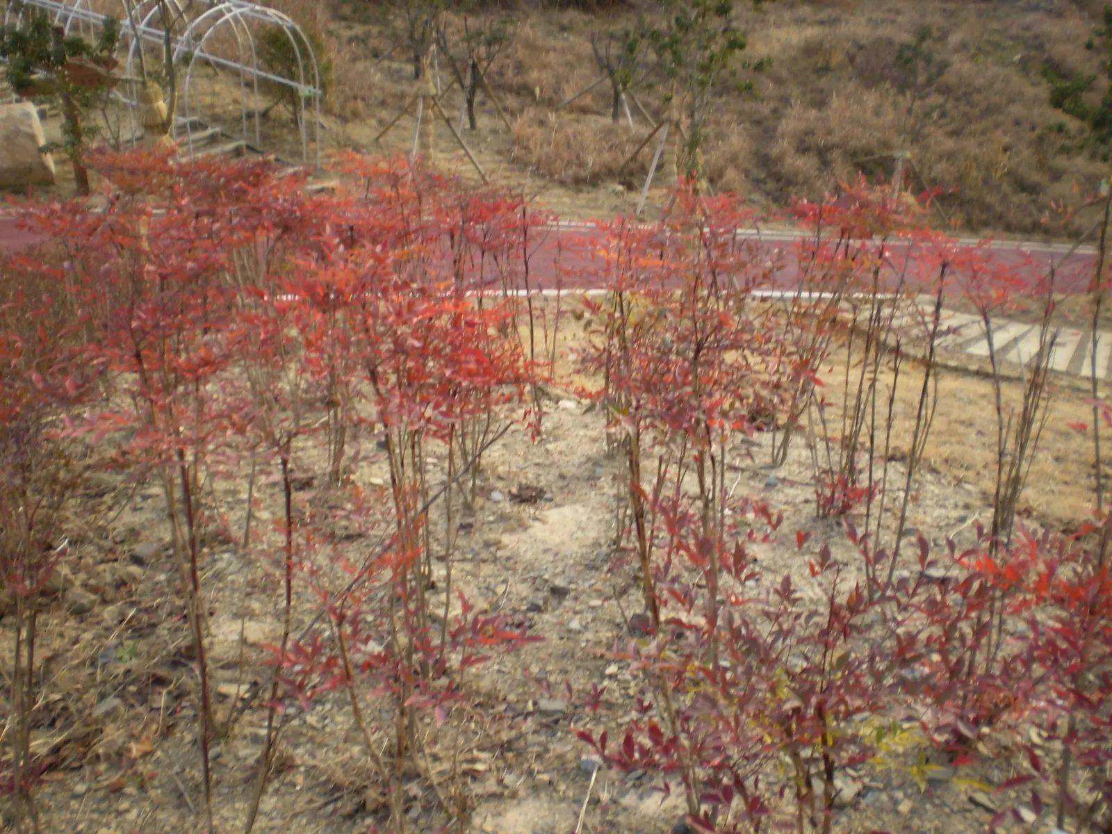 Nandina, Heavenly Bamboo (Nandina Domestica) — Nandina domestica, commonly called Heavenly Bamboo, is an evergreen shrub featuring multi-season interest; this