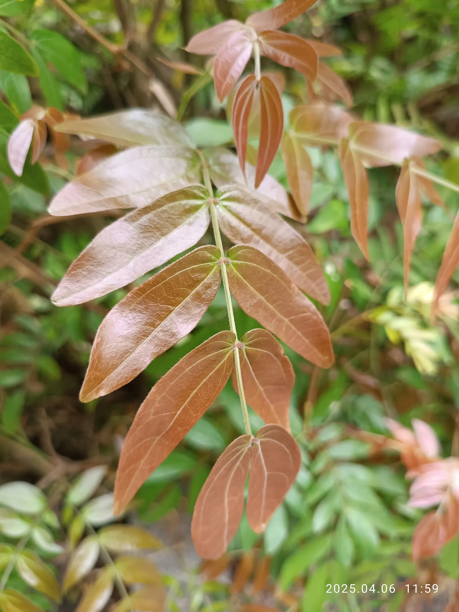 Nandina, Heavenly Bamboo (Nandina Domestica) — This versatile plant thrives in USDA zones 6-9
