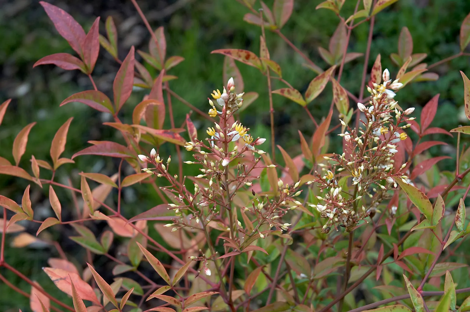 Nandina, Heavenly Bamboo (Nandina Domestica) — and bronze in fall and winter