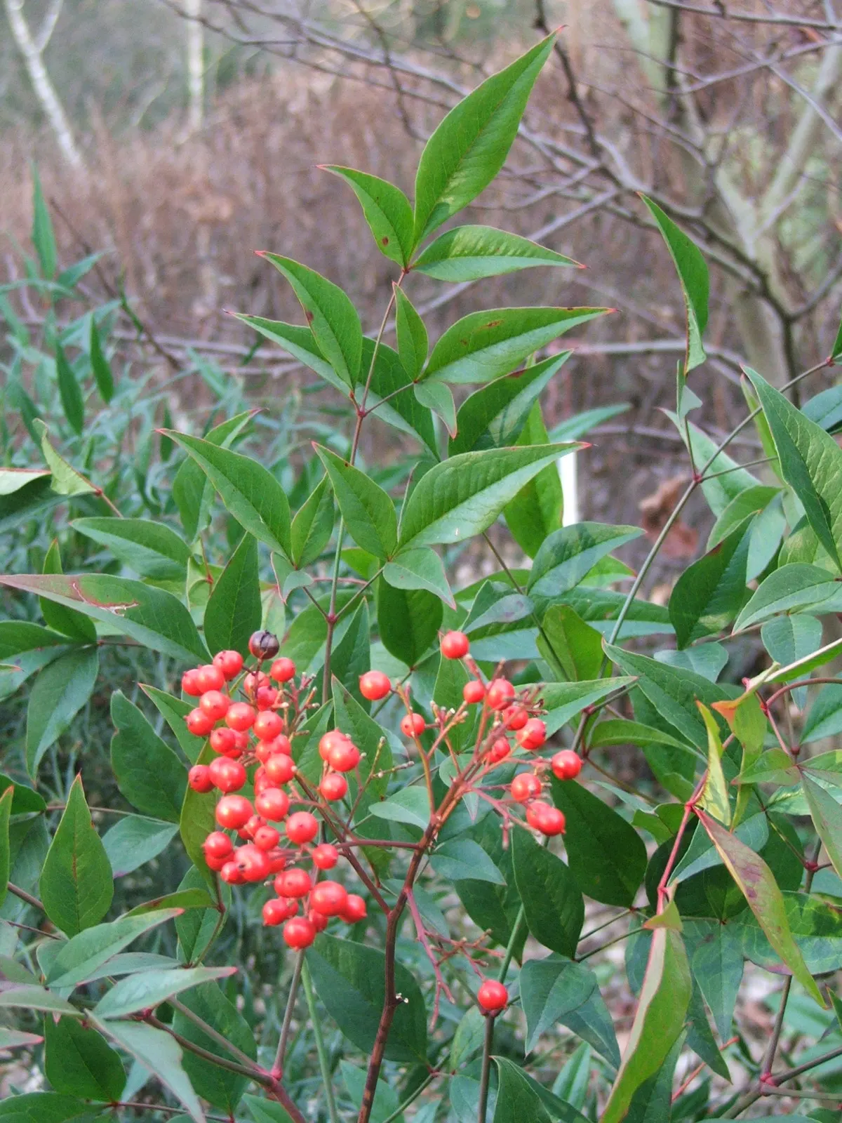 Nandina, Heavenly Bamboo (Nandina Domestica) — making it ideal for hedges or accent plantings