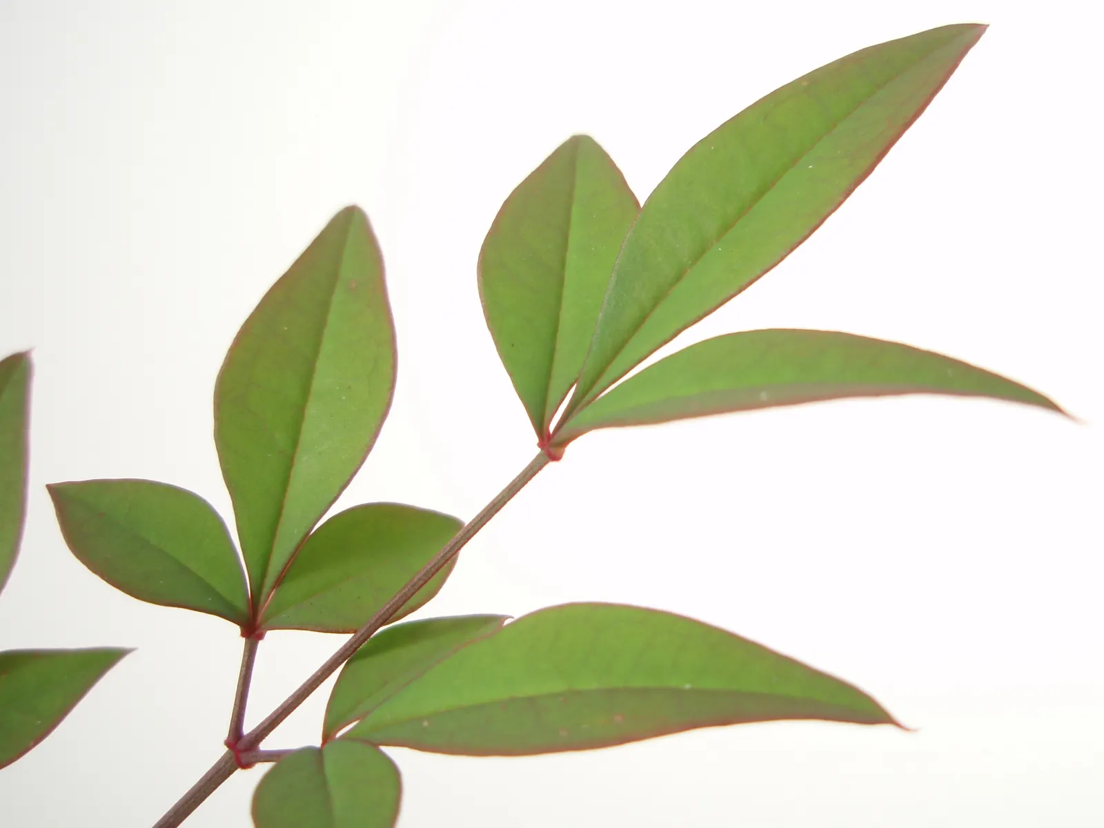 Nandina, Heavenly Bamboo (Nandina Domestica) — and its contributions to local wildlife; in providing this information to a client