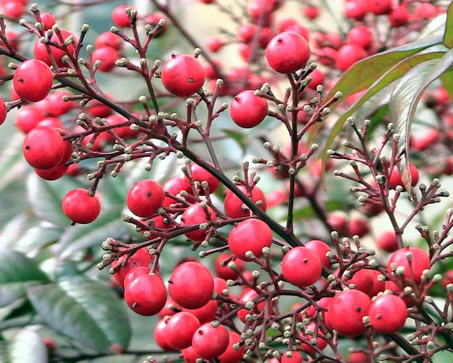 Nandina, Heavenly Bamboo (Nandina Domestica) — commonly referred to as Heavenly Bamboo
