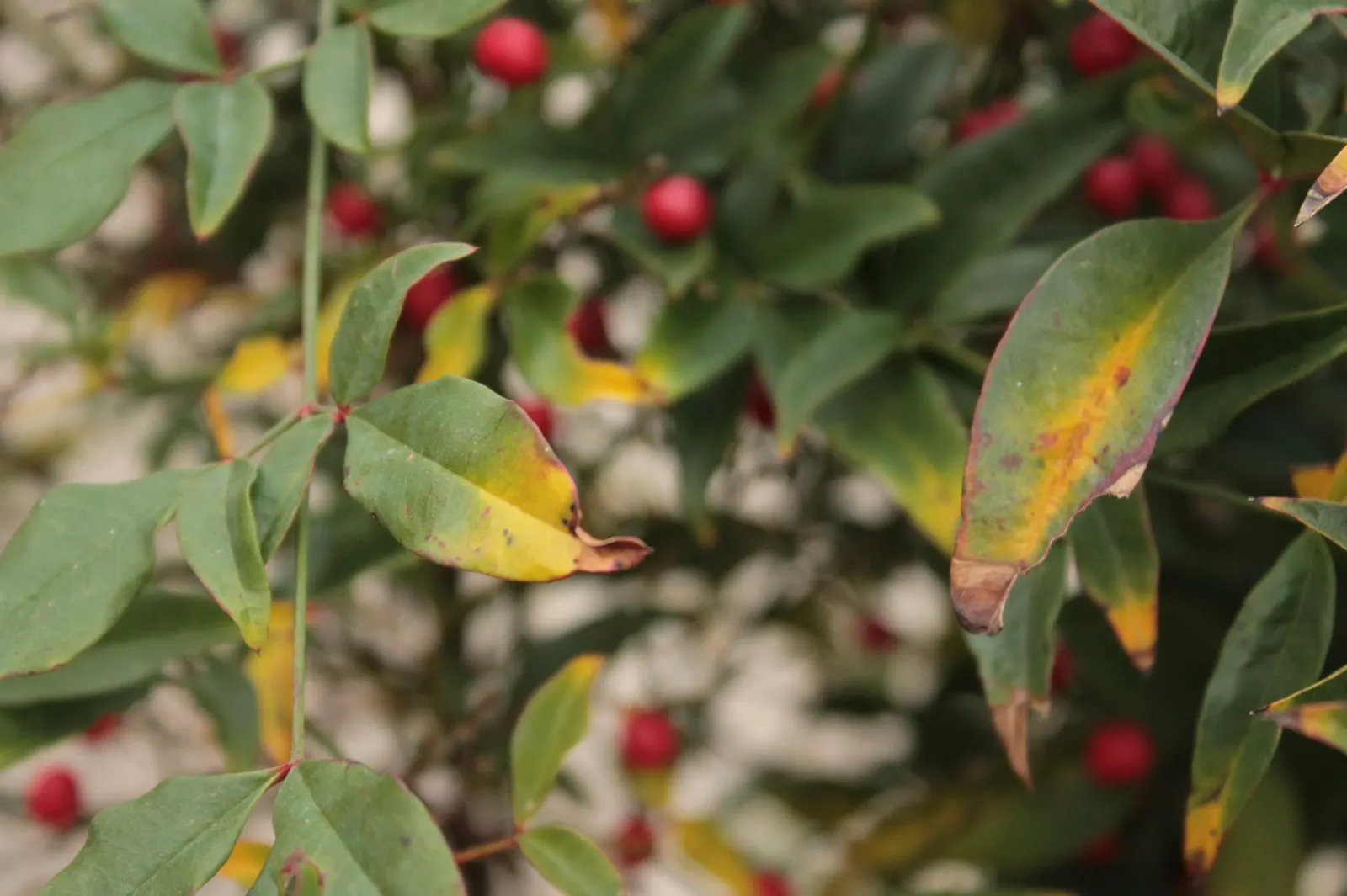 Nandina, Heavenly Bamboo (Nandina Domestica) — This versatile plant thrives in USDA zones 6-9; shrub for full or half or shade