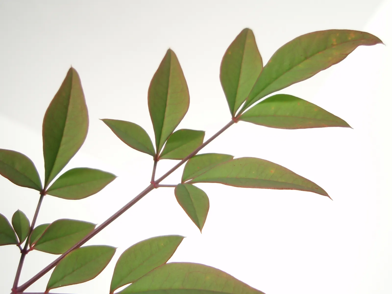 Nandina, Heavenly Bamboo (Nandina Domestica) — making it well-suited for use as a specimen plant; and reaches a mature size of 4-8 feet tall and 2-4 feet wide