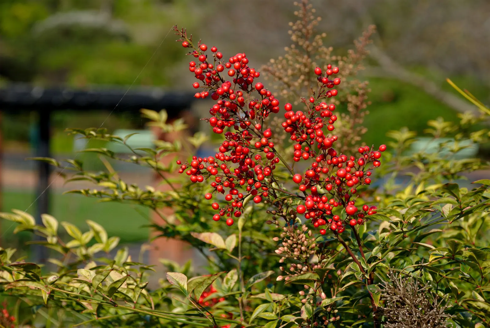 Nandina, Heavenly Bamboo (Nandina Domestica) — These give way to clusters of bright red berries in late autumn and winter