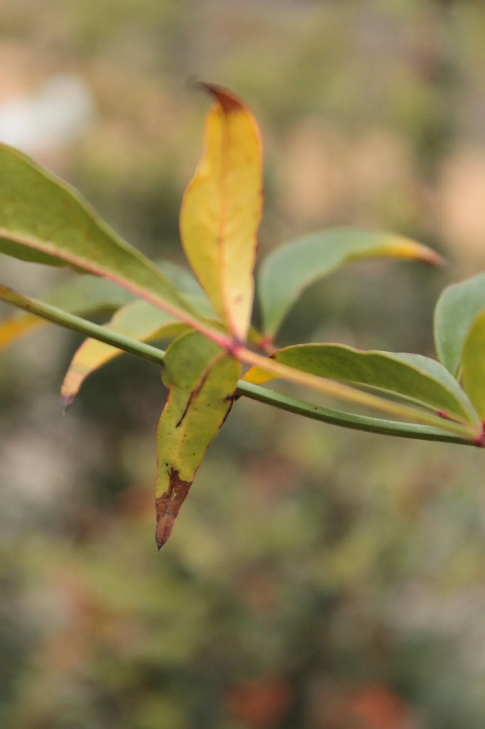 Nandina, Heavenly Bamboo (Nandina Domestica) — white flowers that offer a subtle and delicate appeal; its delicate, bamboo-like foliage transitions from green