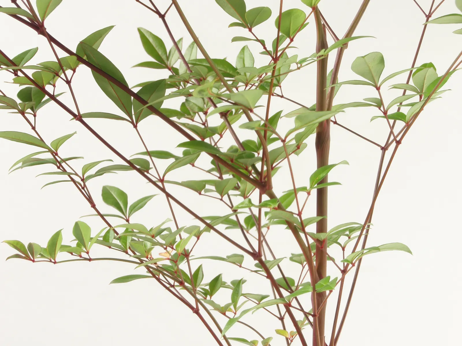 Nandina, Heavenly Bamboo (Nandina Domestica) — shrub for full or half or shade