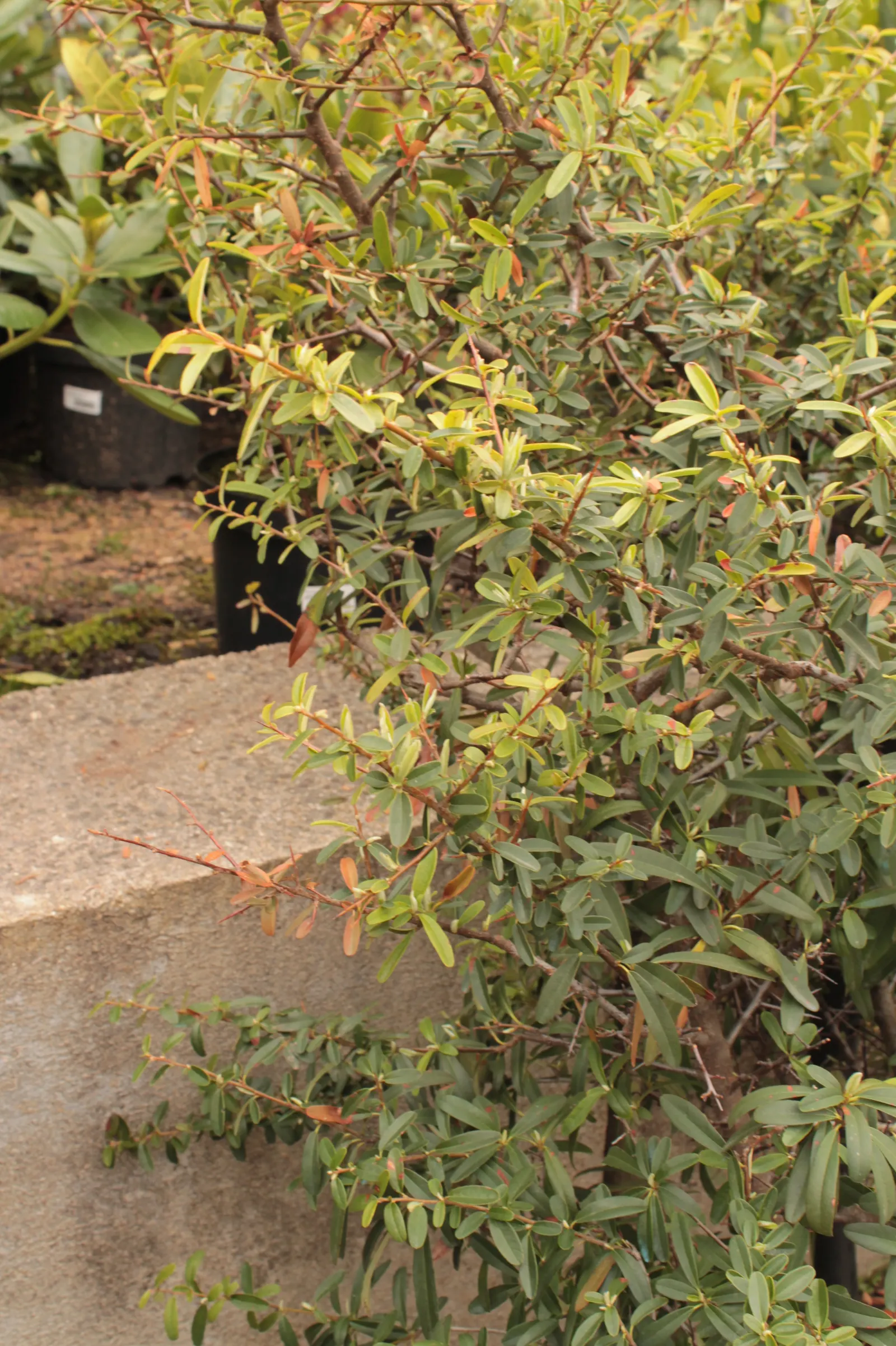 Nandina, Heavenly Bamboo (Nandina Domestica) — Its delicate, bamboo-like foliage transitions from green to fiery reds and purples with the seasons; and bronze