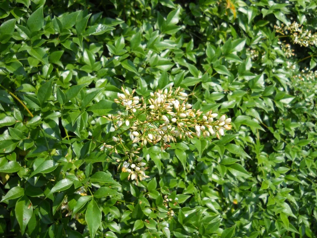 Nandina, Heavenly Bamboo (Nandina Domestica) — making it an attractive and practical choice for their garden; nandina domestica, commonly called Heavenly