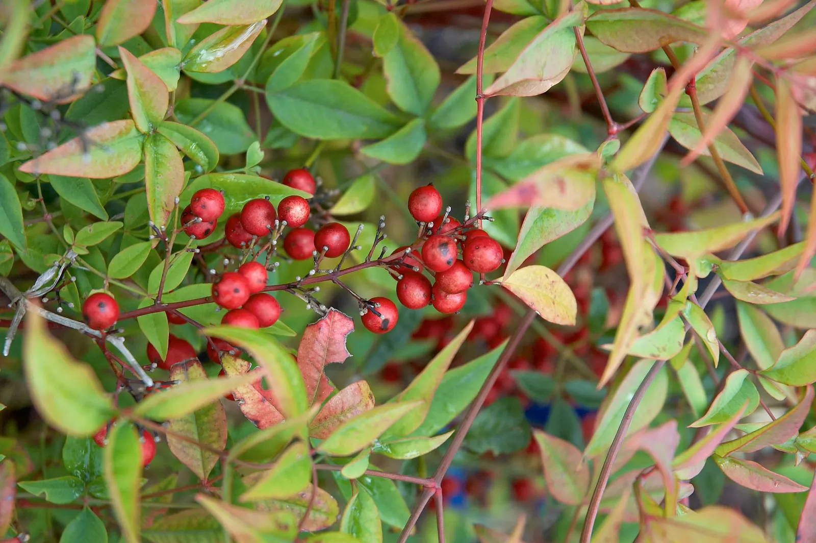 Nandina, Heavenly Bamboo (Nandina Domestica) — making it well-suited for use as a specimen plant