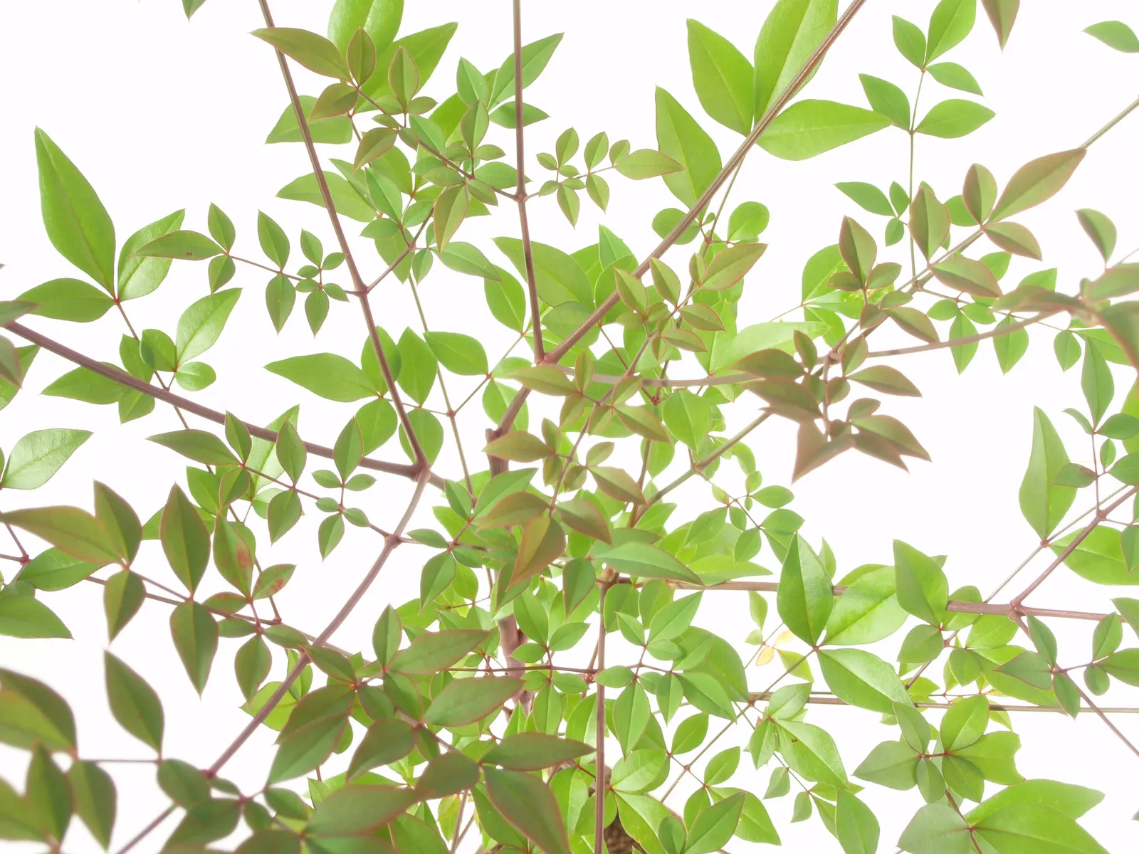 Nandina, Heavenly Bamboo (Nandina Domestica) — one could emphasize its ease of care; making it well-suited for use as a specimen plant