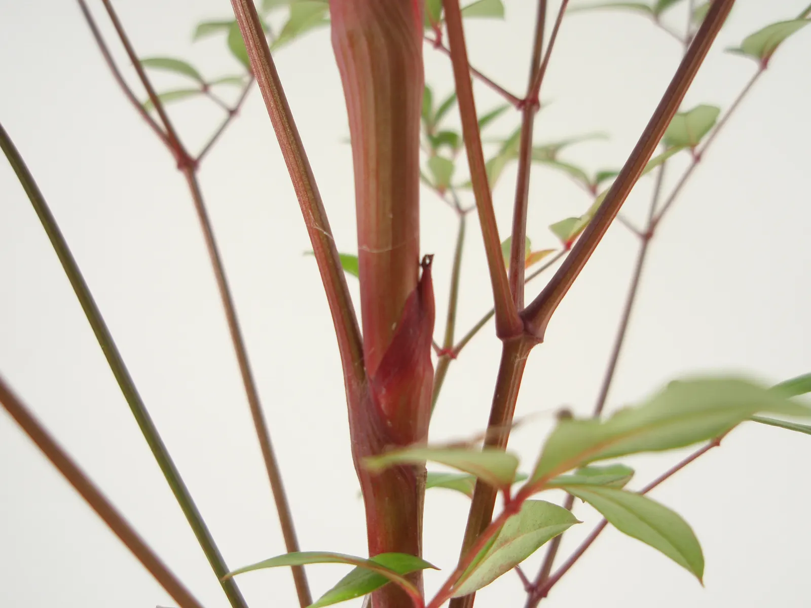 Nandina, Heavenly Bamboo (Nandina Domestica) — Small white flowers bloom in early summer, followed by bright red berries; nandina domestica is hardy in USDA
