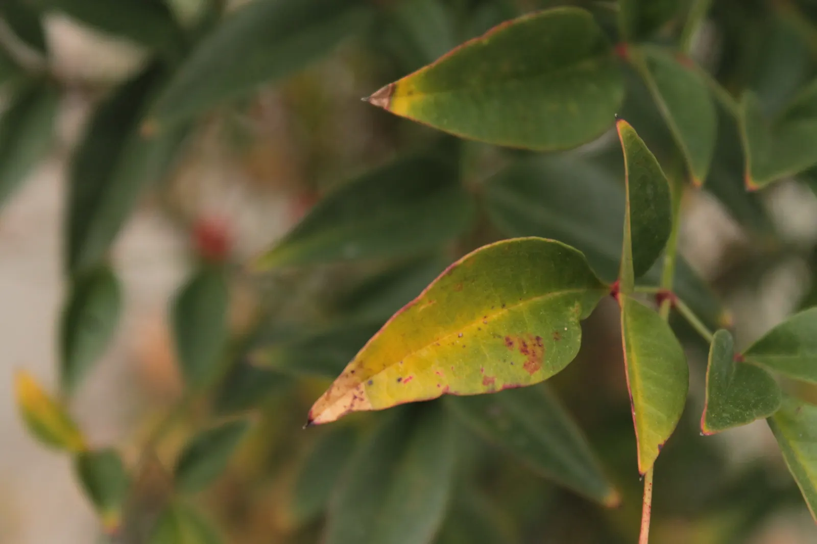 Nandina, Heavenly Bamboo (Nandina Domestica) — Although it bears the name 'bamboo,' it is not a true bamboo but a member of the Berberidaceae family; reducing
