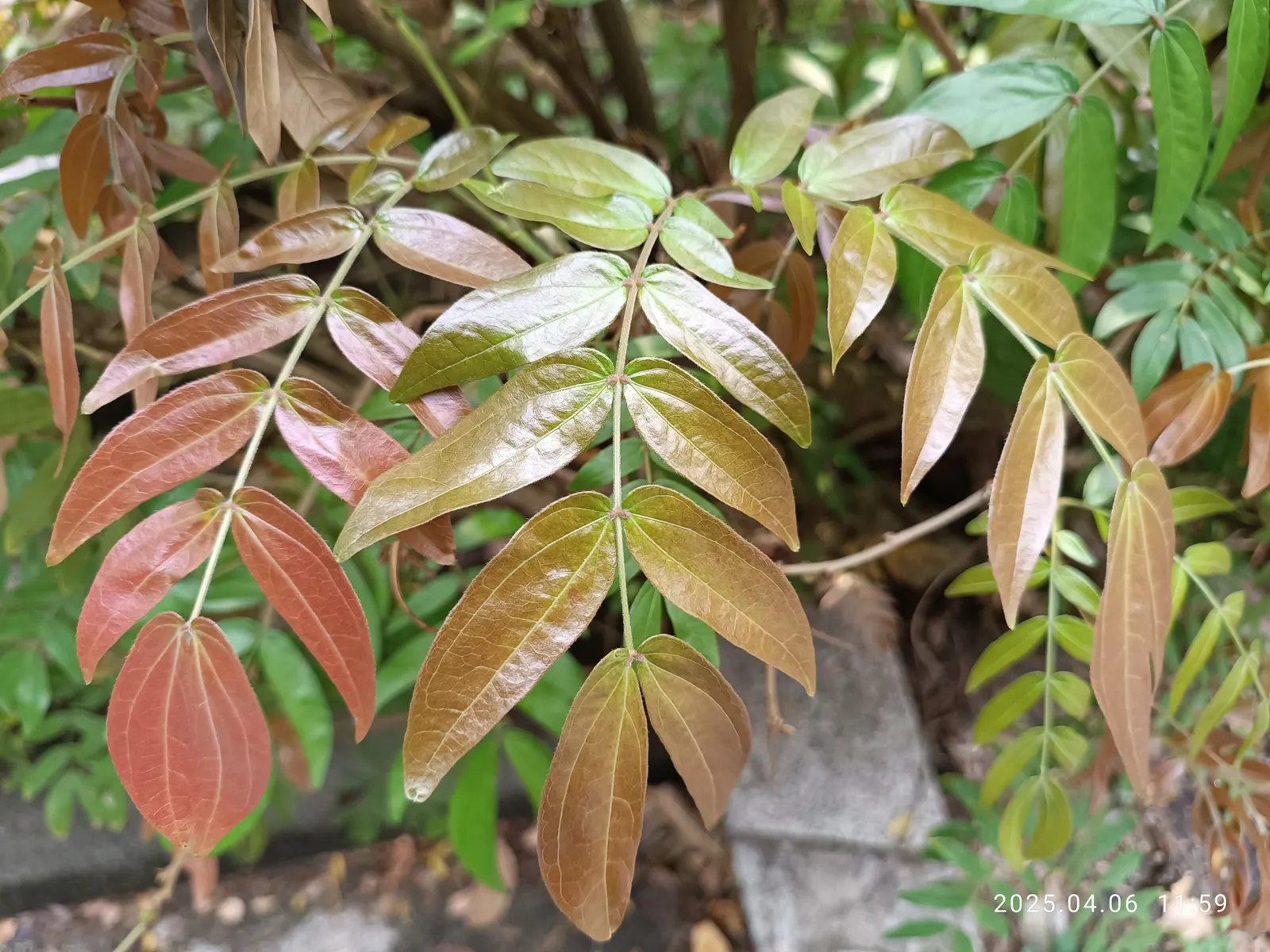 Nandina, Heavenly Bamboo (Nandina Domestica) — Small white flowers bloom in early summer, followed by bright red berries