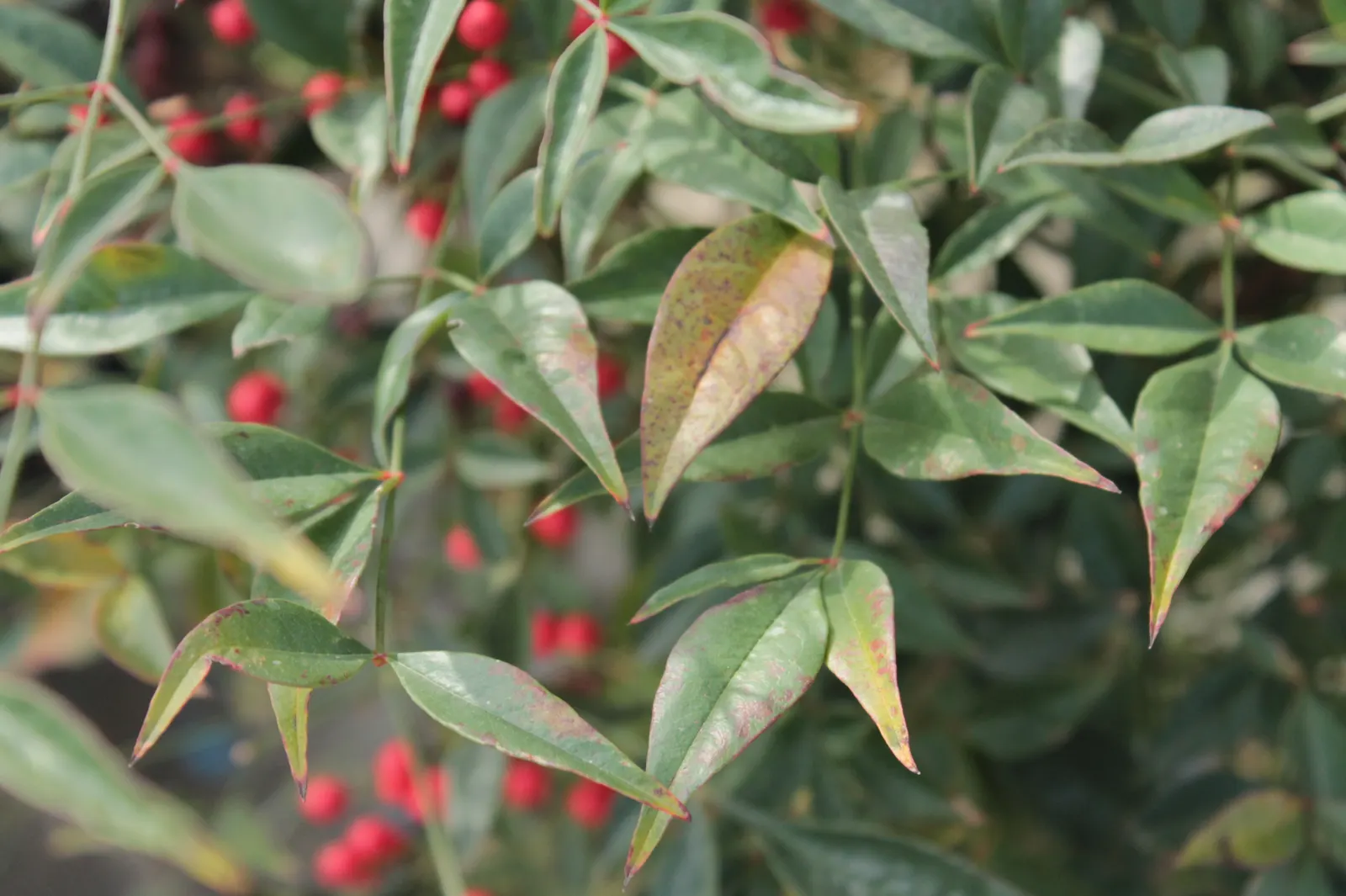 Nandina, Heavenly Bamboo (Nandina Domestica) — though occasional pruning can help maintain a desired shape and size.<br><br>In late spring to early summer; one