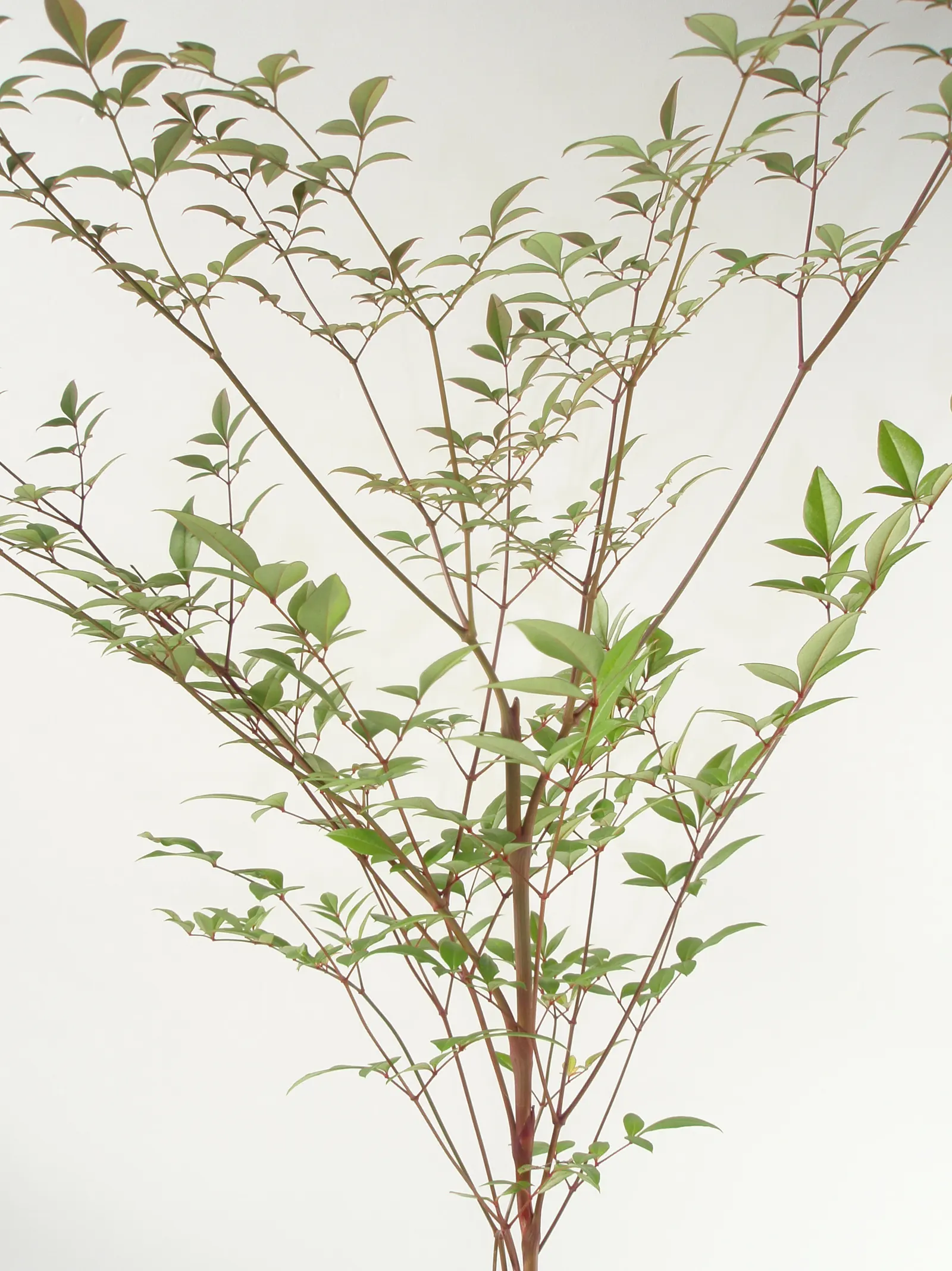 Nandina, Heavenly Bamboo (Nandina Domestica) — white flowers in the garden; commonly referred to as Heavenly Bamboo