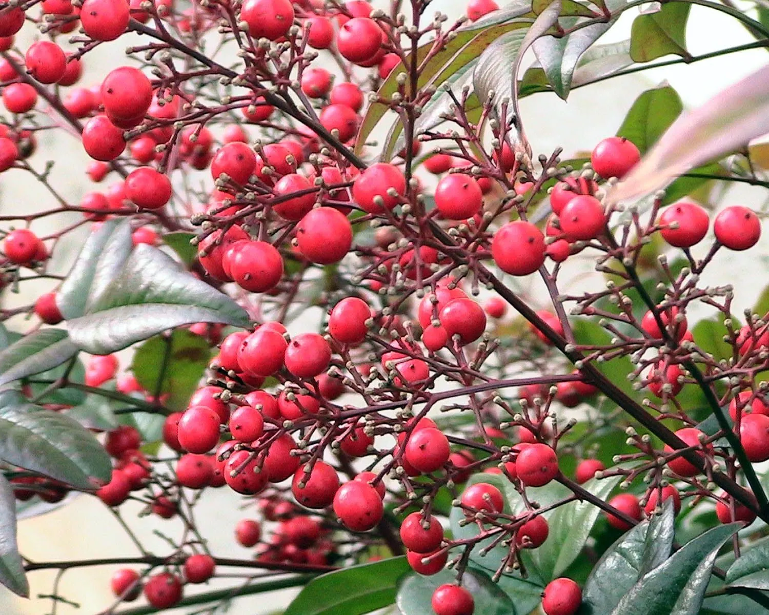 Nandina, Heavenly Bamboo (Nandina Domestica) — commonly referred to as Heavenly Bamboo; small white flowers bloom in early summer, followed by bright red