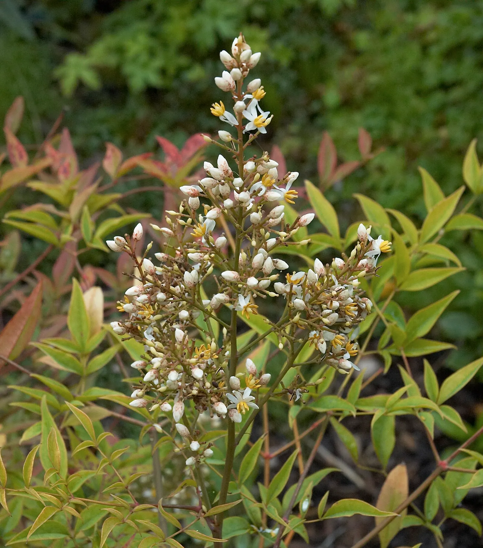 Nandina, Heavenly Bamboo (Nandina Domestica) — one could emphasize its ease of care