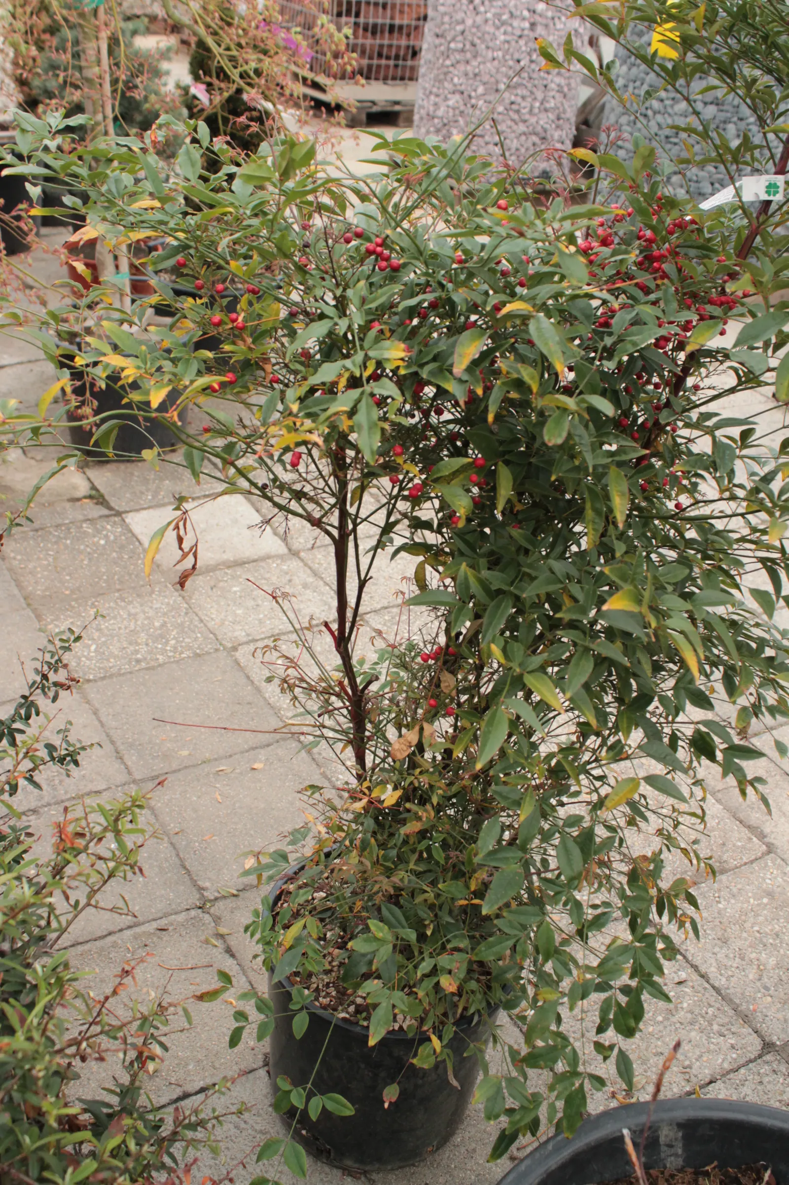 Nandina, Heavenly Bamboo (Nandina Domestica) — and bronze in fall and winter; shrub with white blooms
